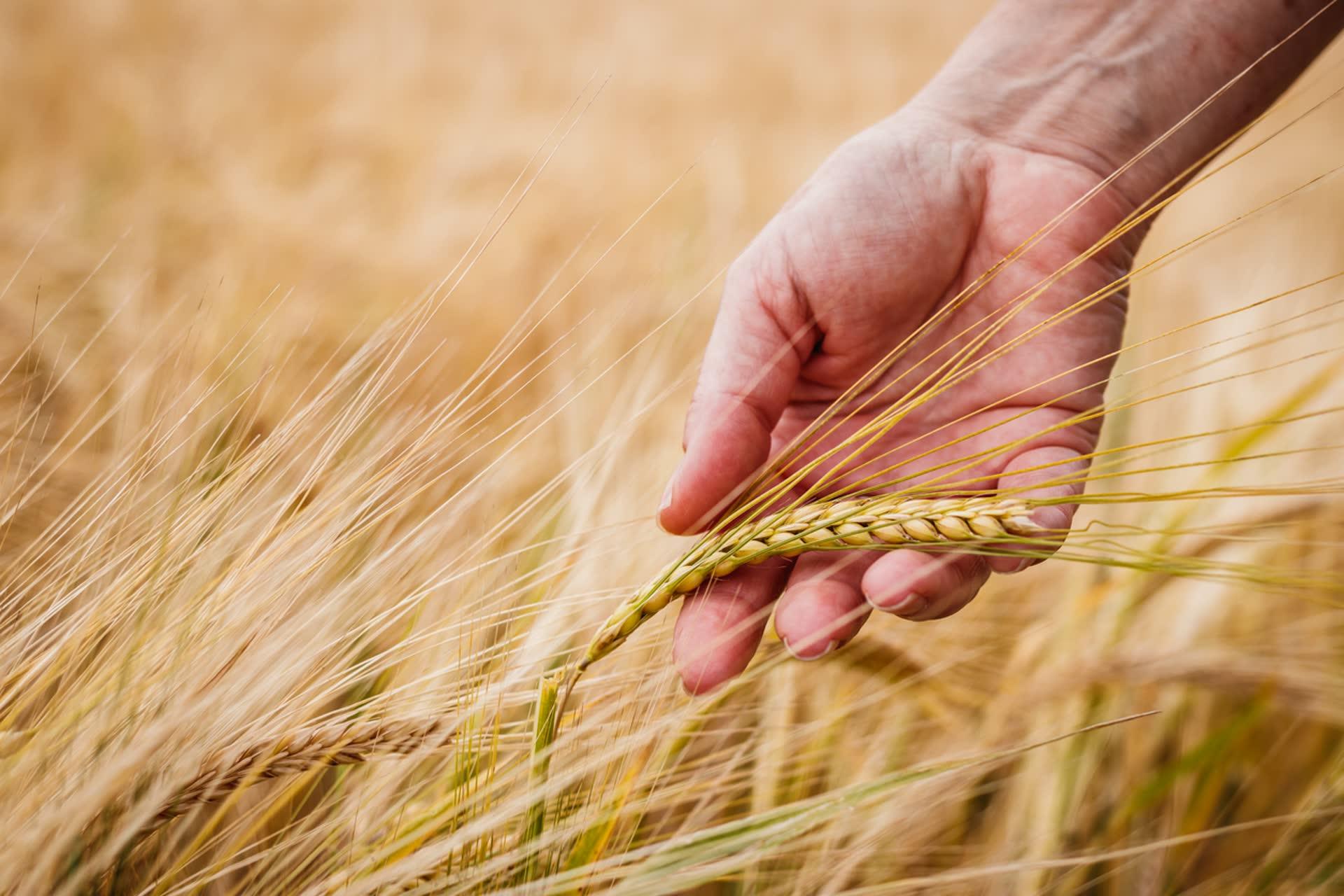 Muntons launches UK’s lowest carbon malt for craft brewers